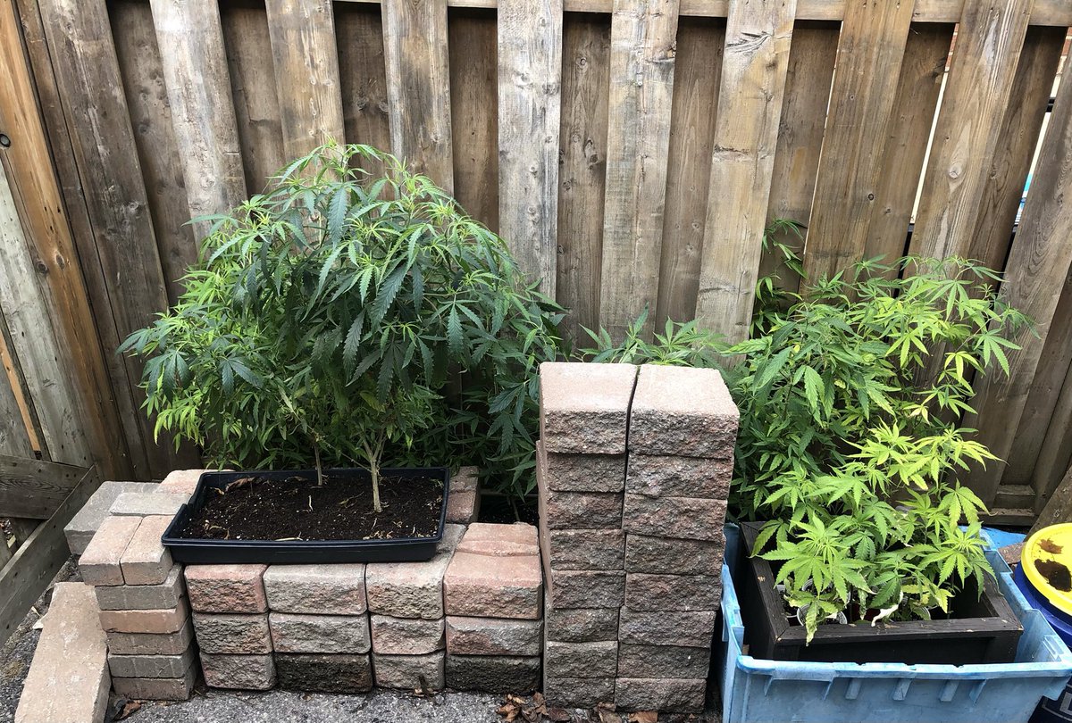 ☮️ Fred Freaky Duarf ☮️AKA chingatualgorithm tweet media