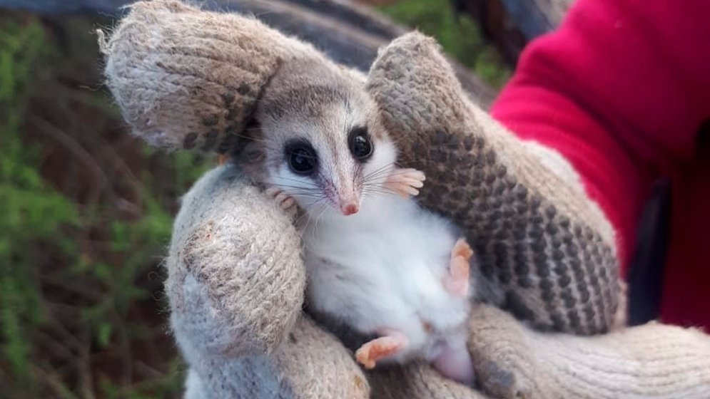 Bichos Argentos tweet media