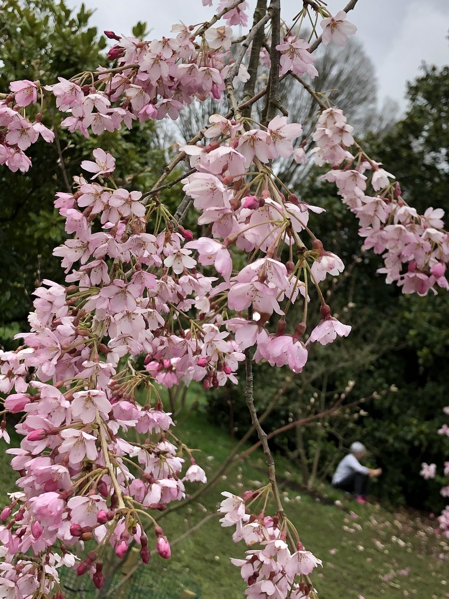 Setsuko🕊 tweet media