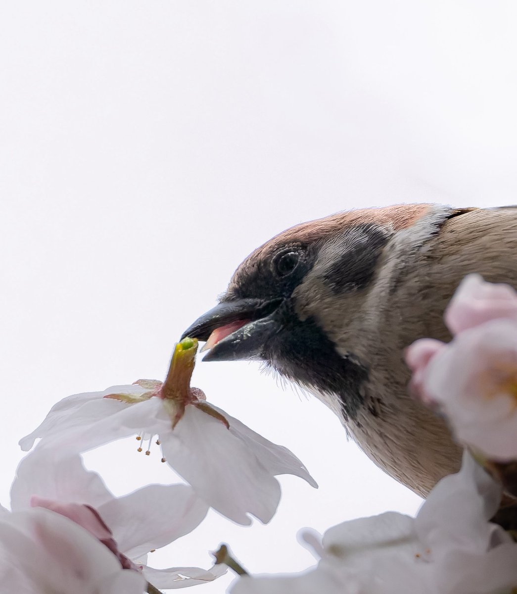 MK823512112115's tweet image. おはようございます^ ^

花ラッパ
離した瞬間です🌸
舌も見えてるよ〜
この日はたくさん撮れたけど
天気がなぁ🥺
晴れてると人多くて撮れないし
難しい

#SonyAlpha
α7Ⅴ
#スズメ