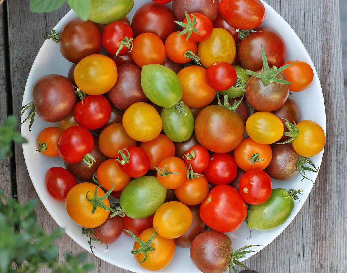 Tuesday Fresh Fruit/Vegetable Program: Heirloom Tomatoes. Tomatoes are packed with Vitamins A &amp; C, potassium, lycopene and beta-carotene. Americans eat an average of 80 pounds of tomatoes per year.