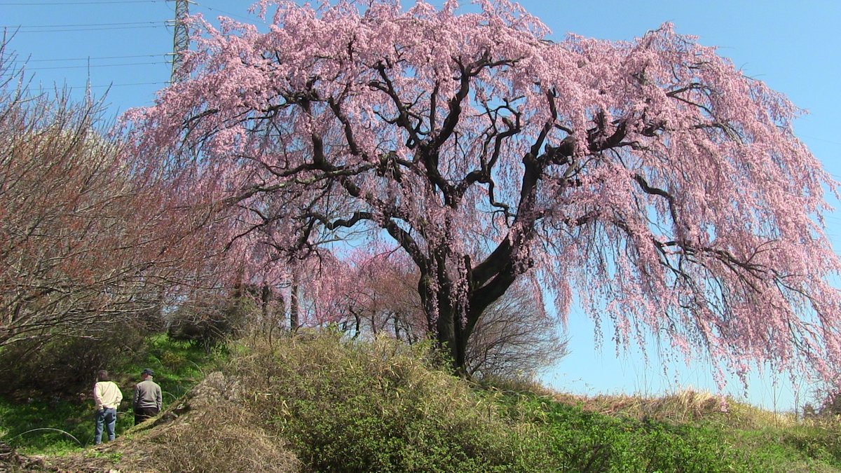 asakano2000's tweet photo. 2026.4.7　桜の花が咲く迄天候に恵まれて、見頃は天候不順で、がっかりだね。それでも、強行して観桜の毎日です　(笑)　とにもかくにも、自動車運転免許を取り上げられる前にですよ～　（爆） https://t.co/W1ZVbSREcZ