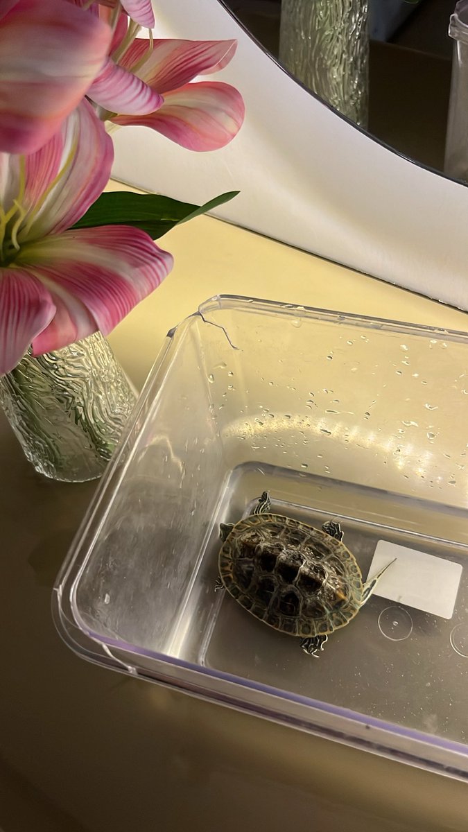 جـوجـو tweet media