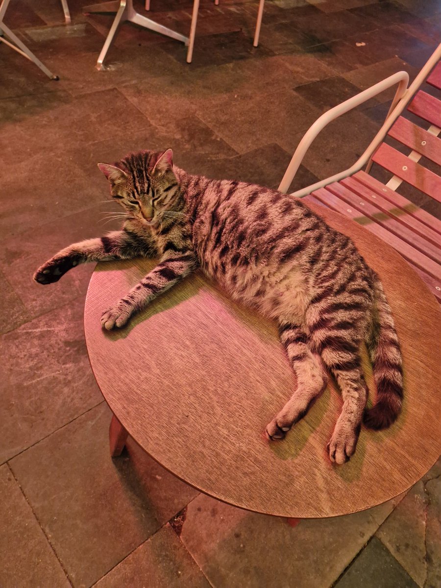 Bütün kediler hamile, göbeklerini de sevdirmiyorlar