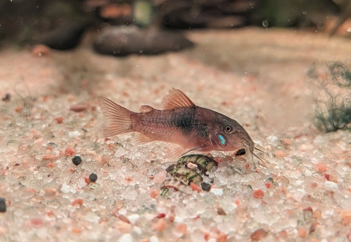 JessiBVids_'s tweet photo. A new baby cory! For scale, you can see the assassin snail he is on top of! 

Assassin snails are about the length of your fingernail. https://t.co/4j371sqkeg