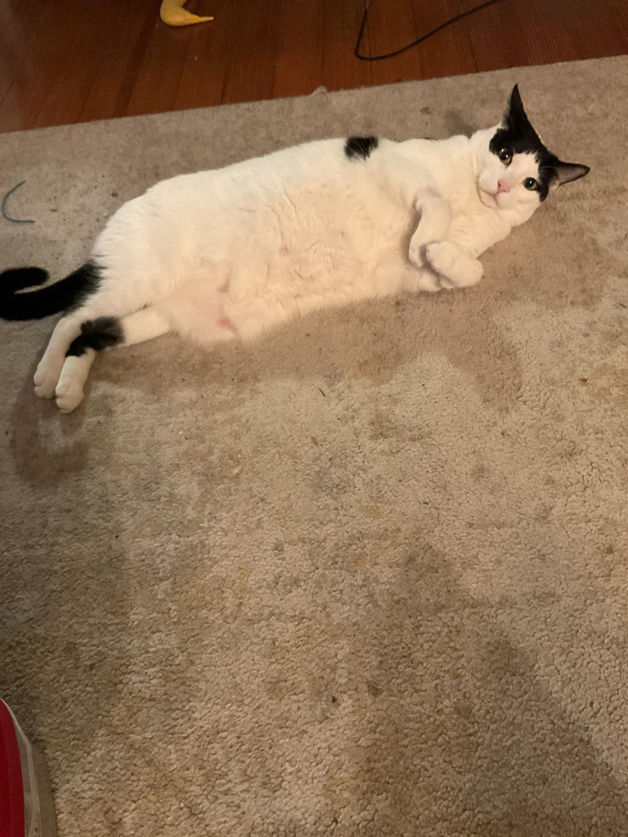 Olive&Greta&Cory tweet media