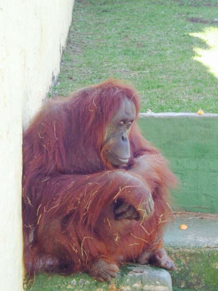 Apetimus Primate tweet media