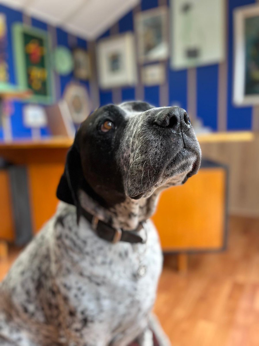 The Ape Descendant tweet media