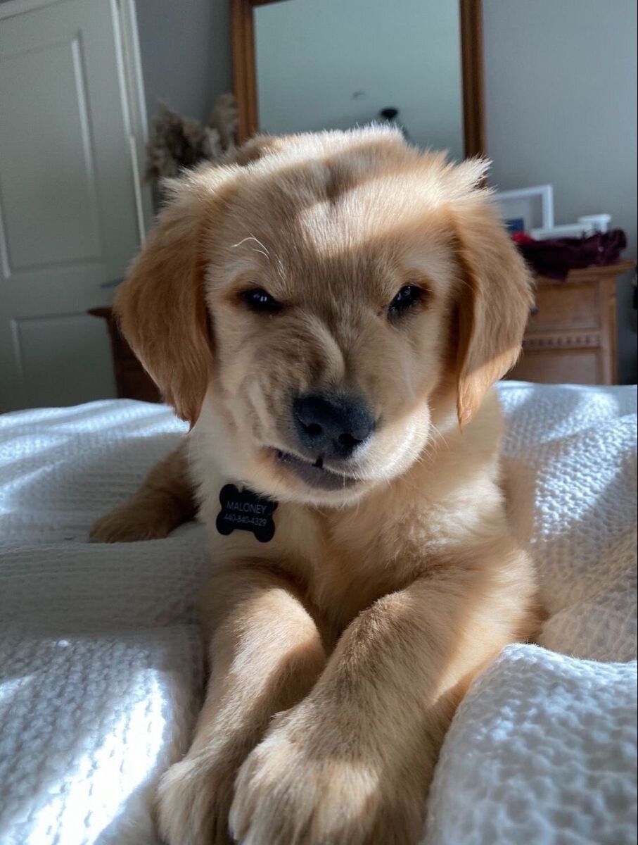 everything dogs 🐶 tweet media