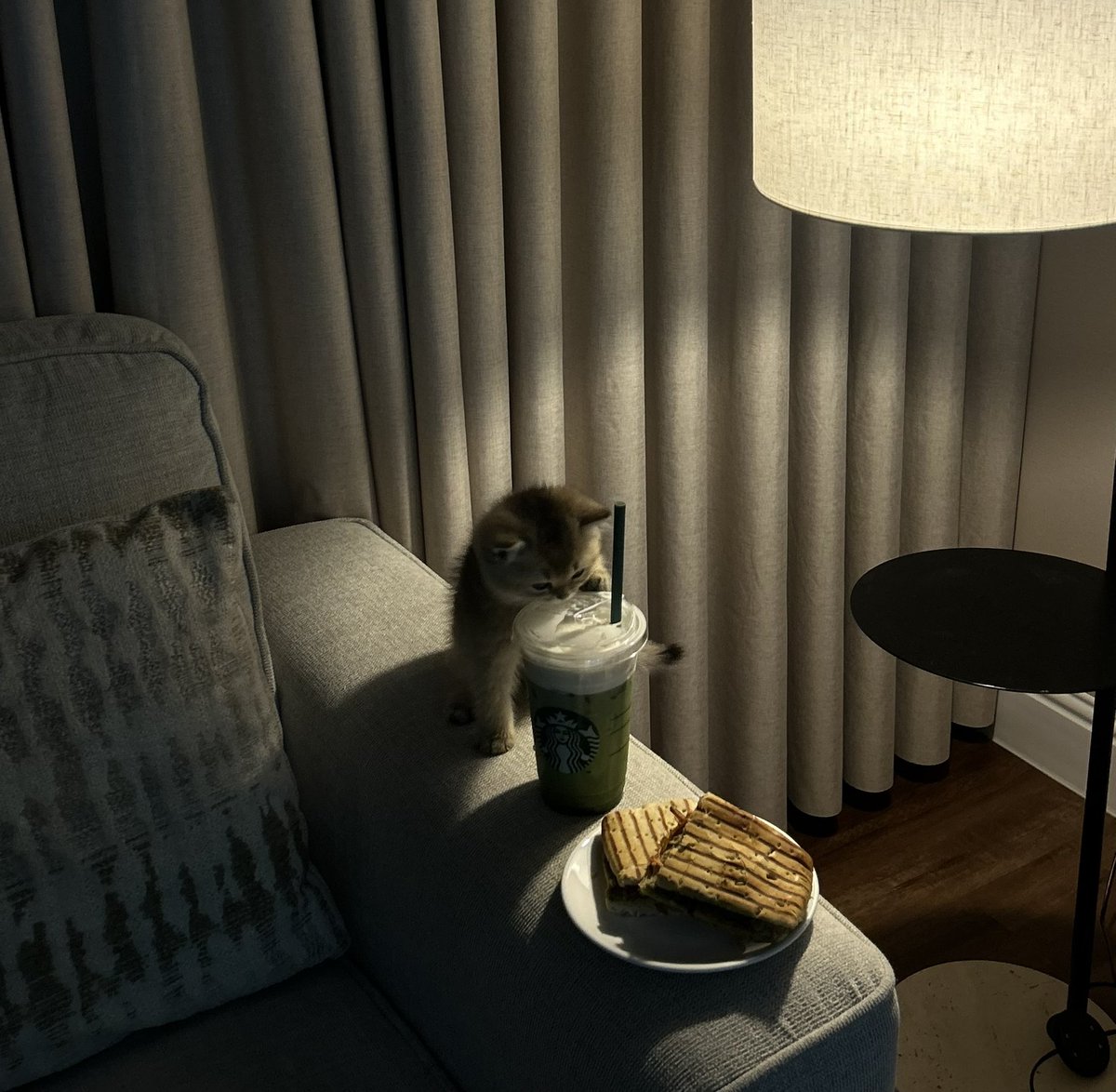 مُثنى tweet media