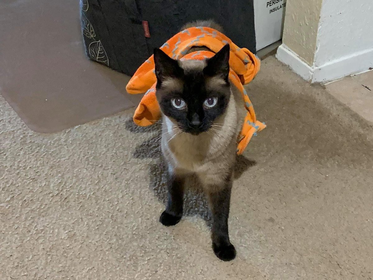 Kitty DGAF tweet media