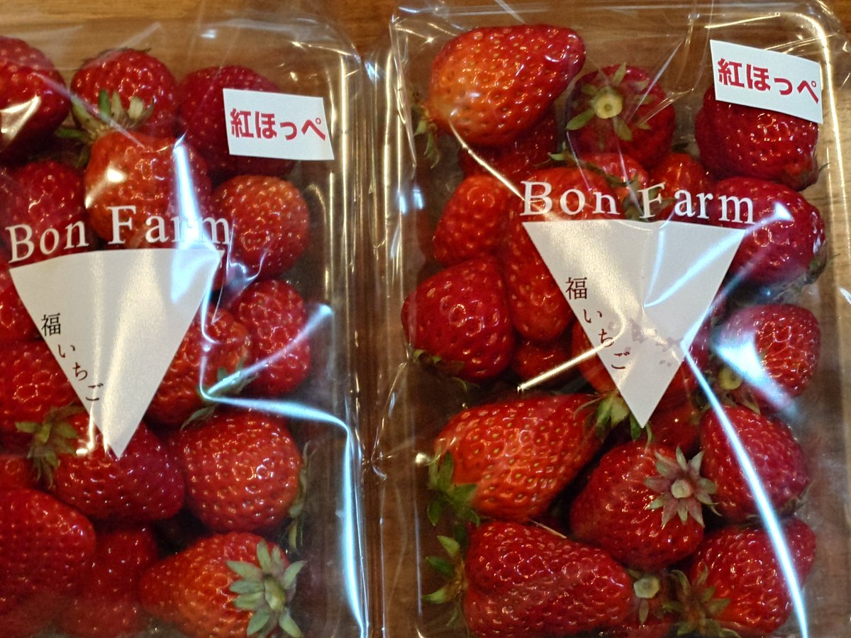 aokazuferrari's tweet photo. 久し振りにイチゴ狩りへ🍓
品種によって味がだいぶ違うんですねぇ。おいしかった😋
#イチゴ狩り
#BONFARM
#BONちゃん に会えた
#GOLF #YouTuber
#次のコンペは参加します
#あまおう
#紅ほっぺ
#章姫
#おいCベリー
#よつぼし https://t.co/2KD8RxQs5O