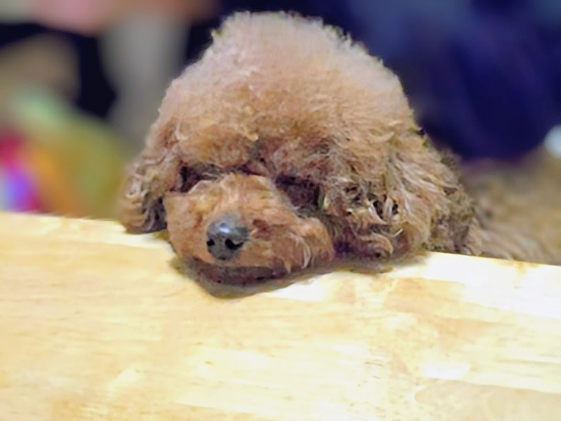 Banbi chan tweet media