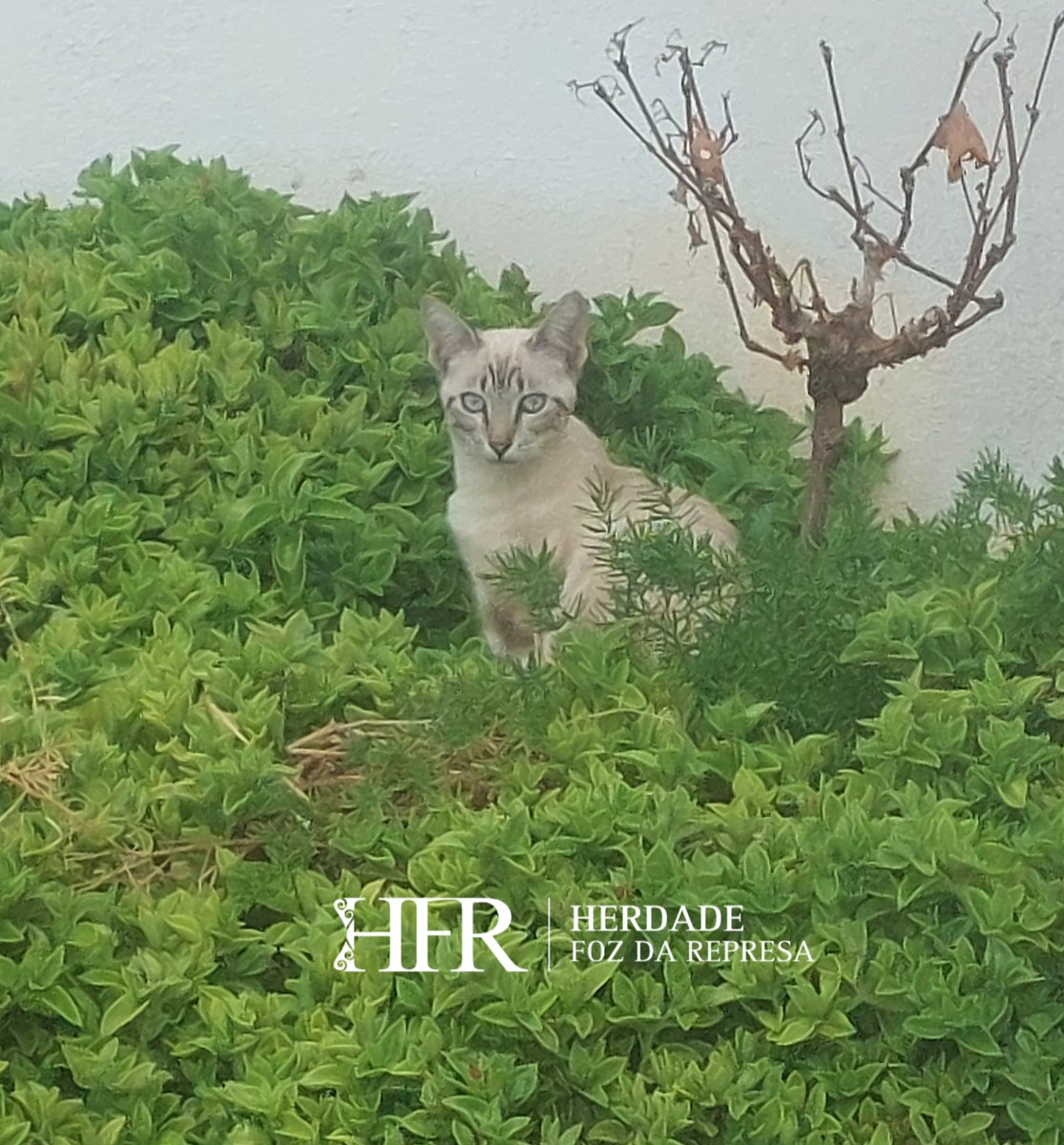 HerdadeFozdaRep's tweet image. Relax and Enjoy 

HerdadeFozDaRepresa.com 

#petfriendly #Alentejo