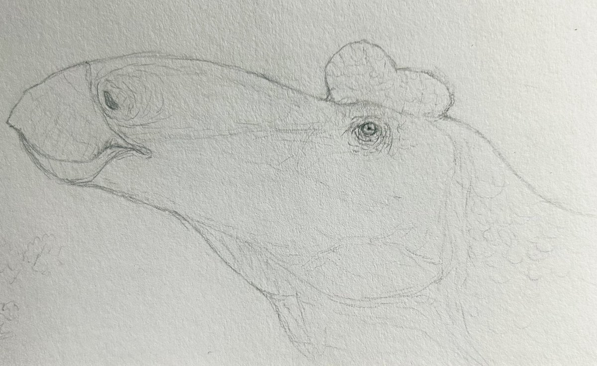 Quackingbeast tweet media