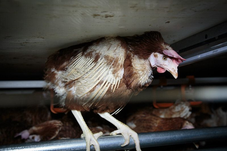 Why Aren't You Vegan? tweet media