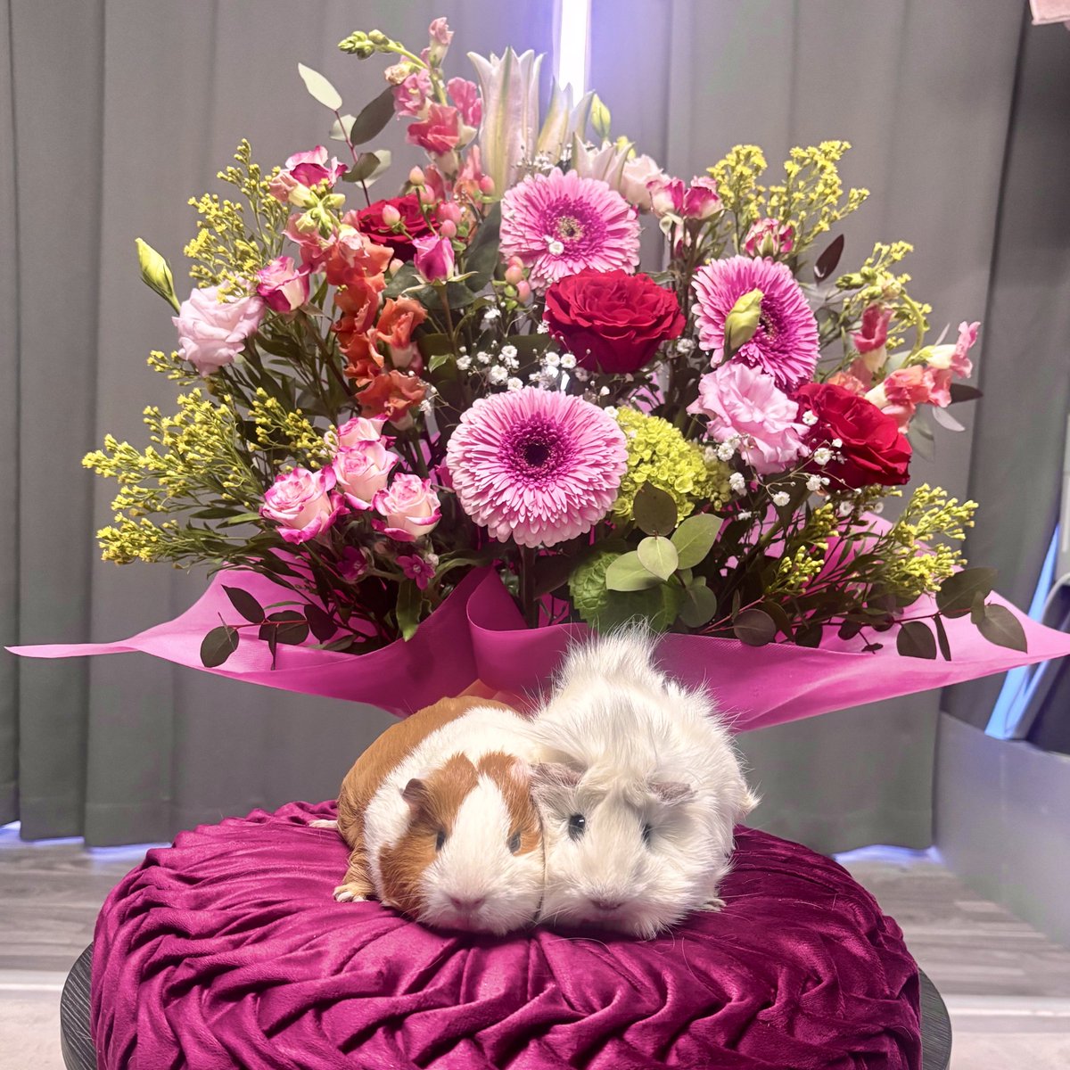 しろたん@24時間配信中 tweet media