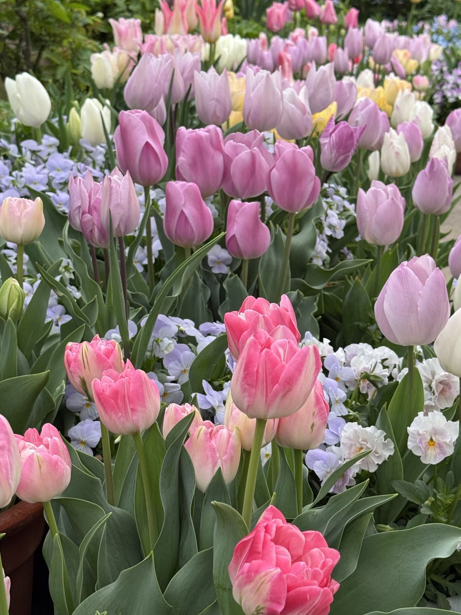 いとこ🫖イギリスとスコーンと私 tweet media