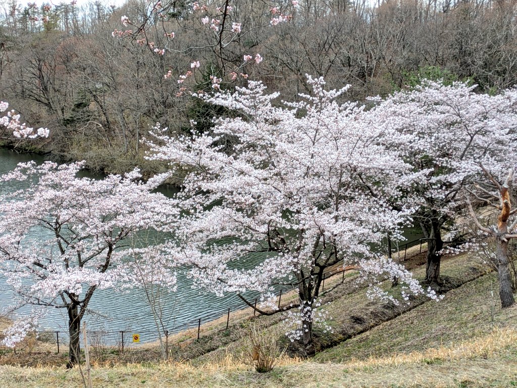 おはようございます

あっという間に
あちらこちらの桜が
満開になってました🌸

気温が高めだからでしょうか
今年は開花も早かったけど
満開になるのも早いですね☺

今日も佳い一日を🍀

#TLを花でいっぱいにしよう