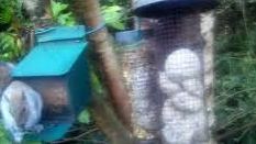 tourscotland's tweet image. Today's Tour #Scotland 4K #Spring Monday wildlife nature camera travel video Blog clip of the sight and sounds of a bushy tailed #Grey #Squirrel spotted opening feeder box and eating peanuts on morning visit and trip to my #Scottish garden tour-scotland-photographs.blogspot.com/2026/04/grey-s…