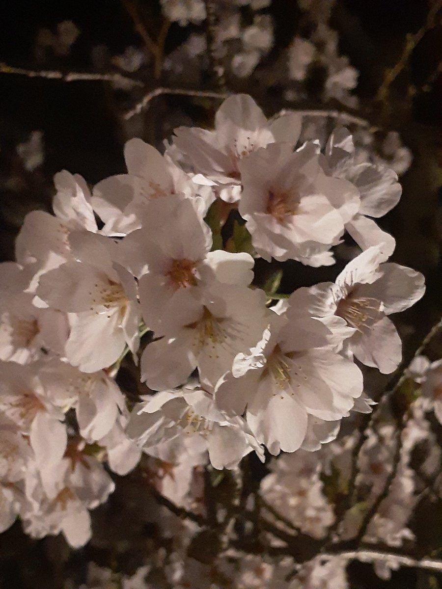 アレックスラミレス tweet media