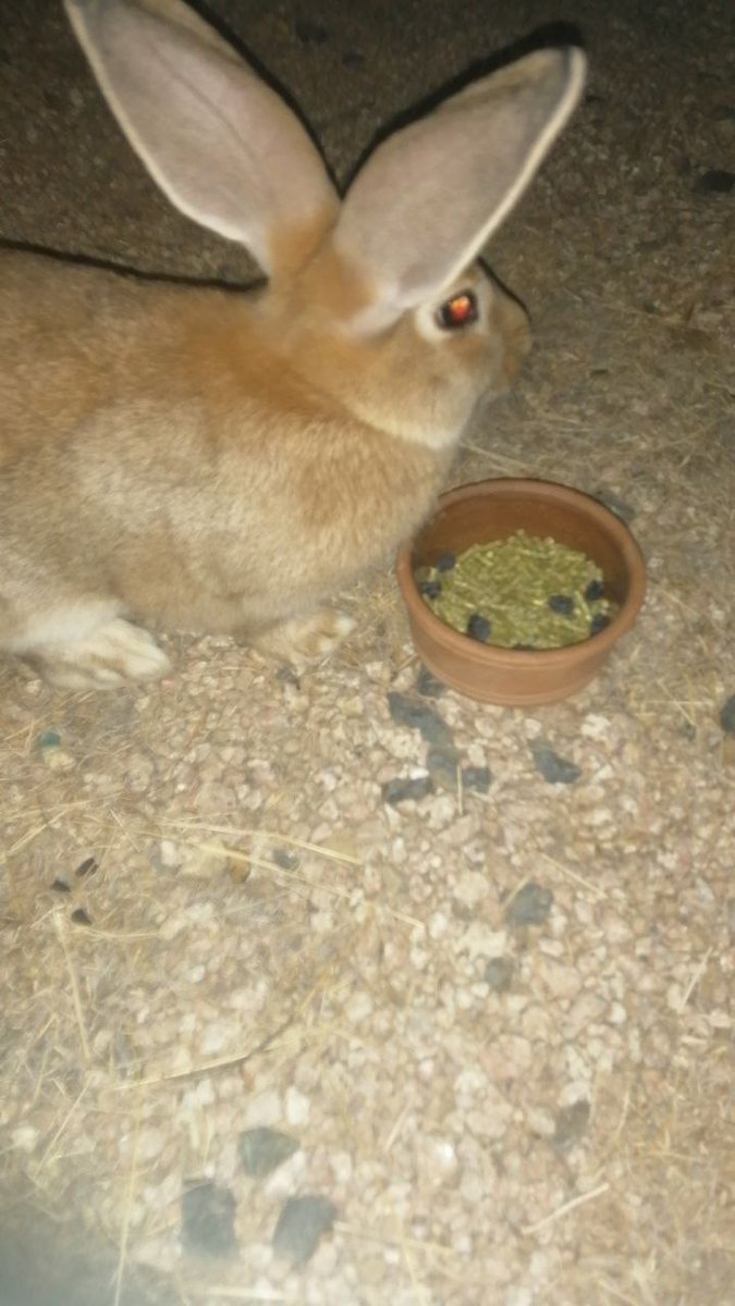 ام جبو ╾━╤デ╦︻ tweet media