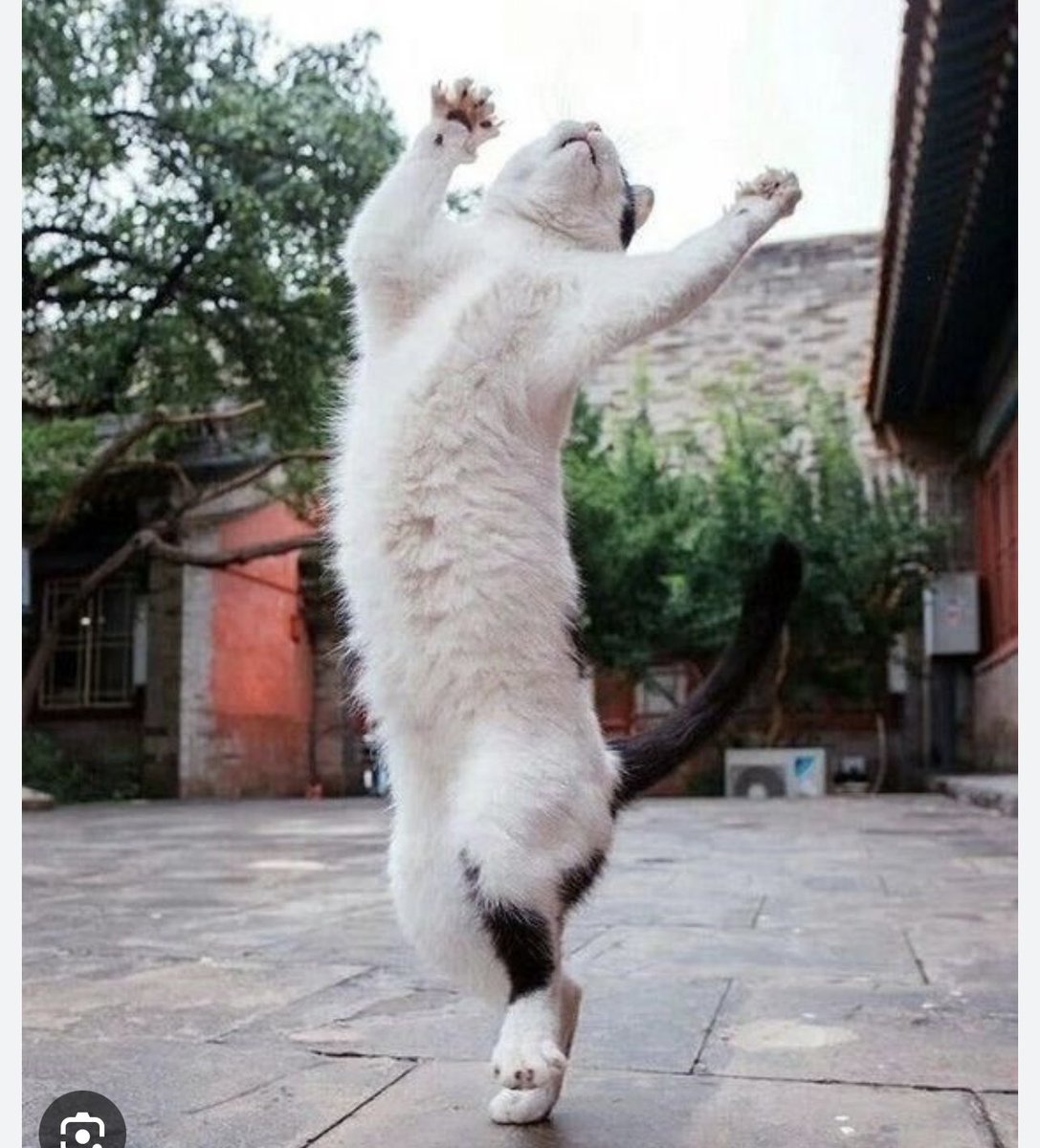 Jenny,Saffy,Tigger,Fizbo an Twerp da Canary tweet media