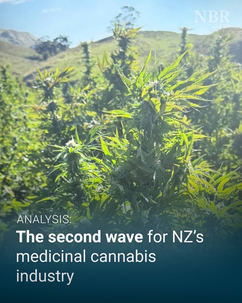 TheNBR's tweet image. Investors have lost millions and companies have collapsed, but medicinal cannabis players still see a bright future. NBR:hubs.la/Q049MVcT0 #industry #medicinalcannabis #nz #investment #news #analysis