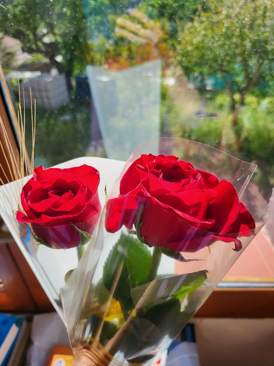 María Sender 🐺🇮🇪🔻💜 🌈 🍉 tweet media