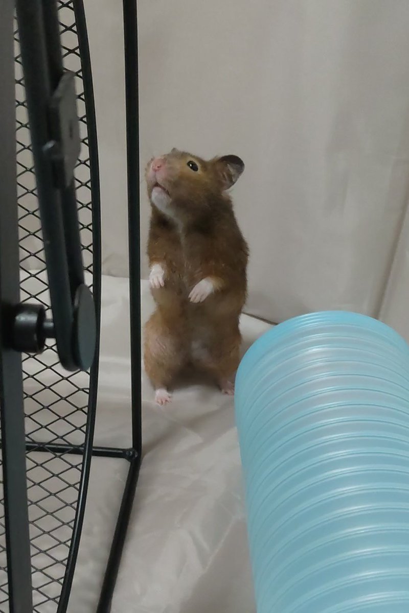 monaka the hedgehog tweet media