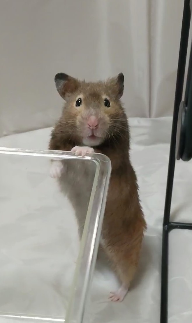 monaka the hedgehog tweet media