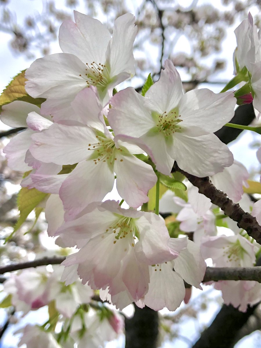 はっちゃん tweet media