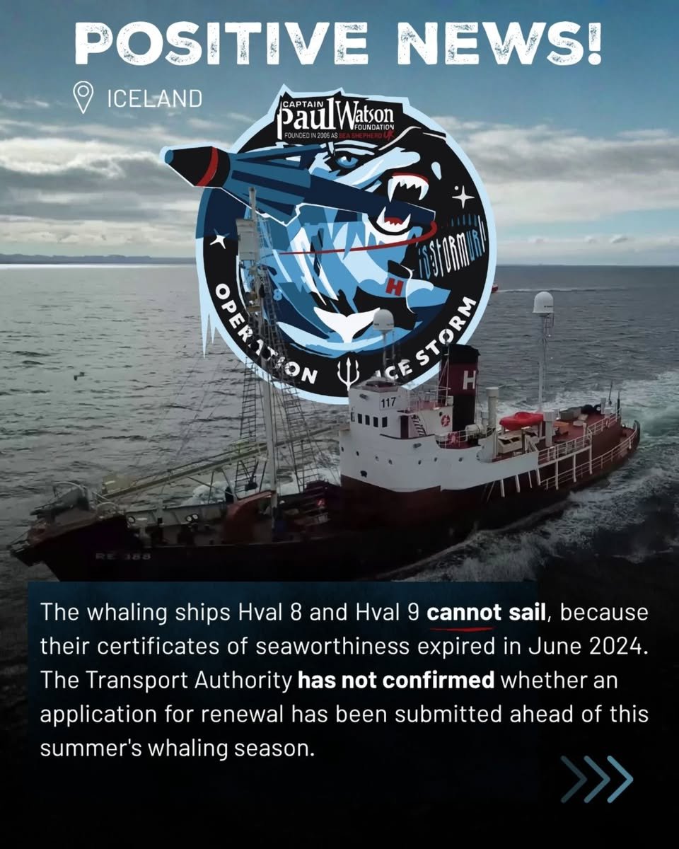 Shark Safety WA tweet media