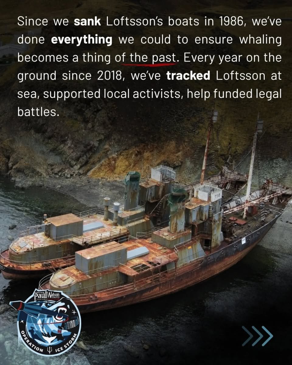 Shark Safety WA tweet media