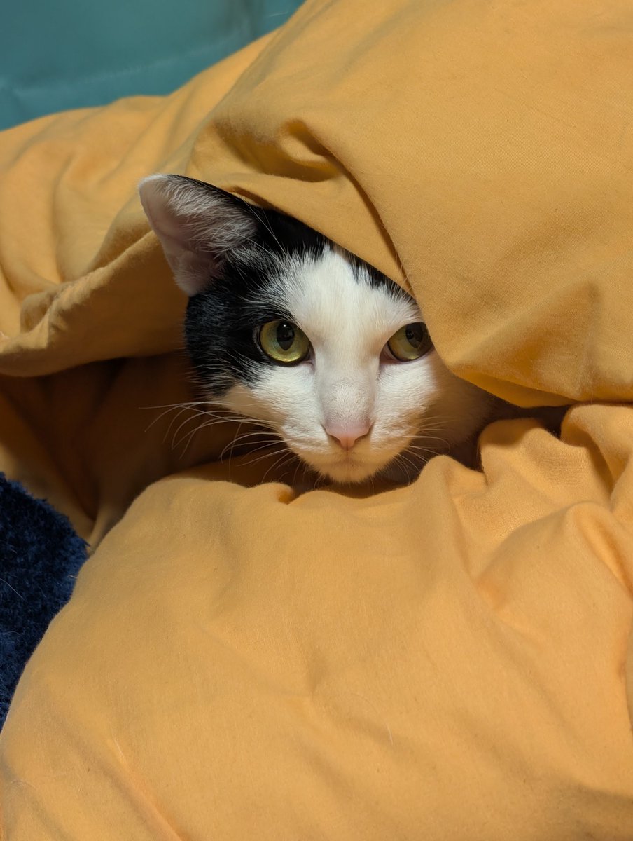 むつみや tweet media