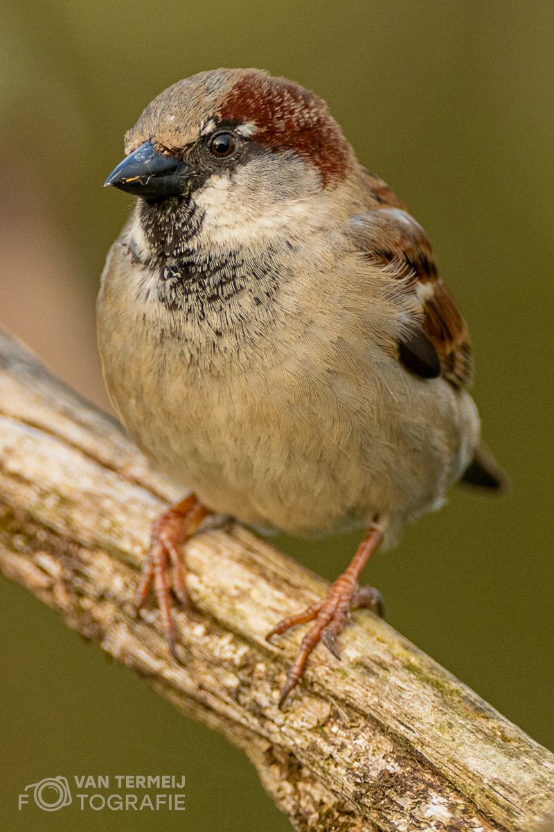 #huismus #sparrow #birds #vogelfotografie_nederland #zoomnl