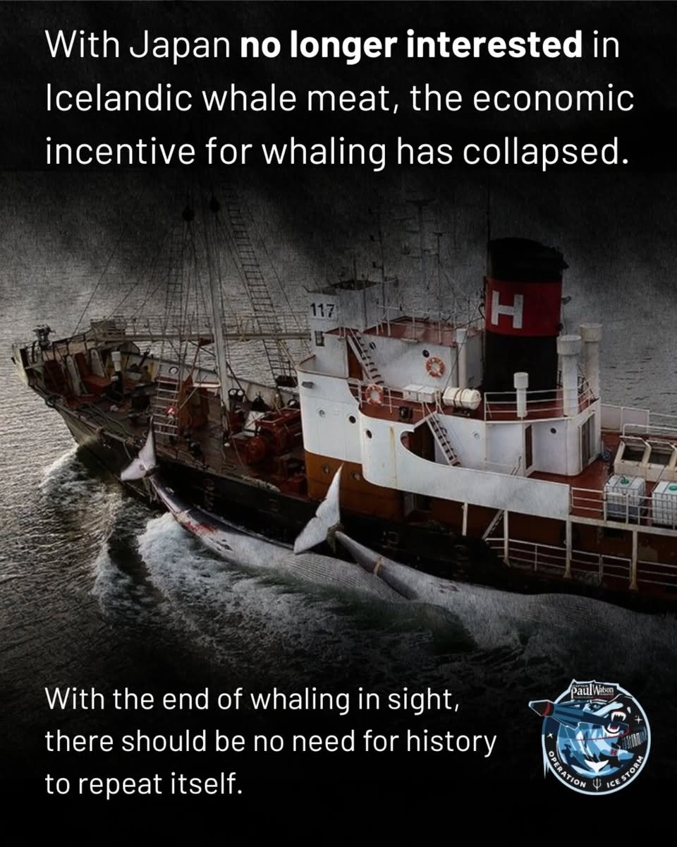 Shark Safety WA tweet media