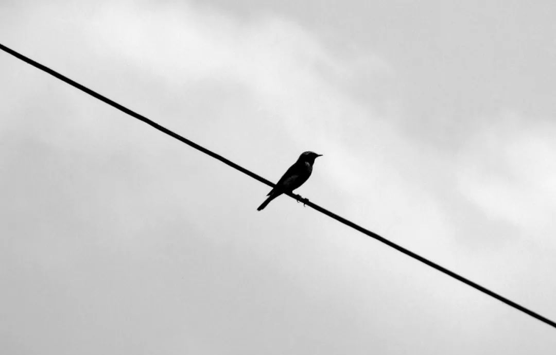 lugofuncap tweet media