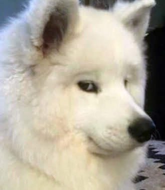 White Ops🟦⬜️🟩 tweet media