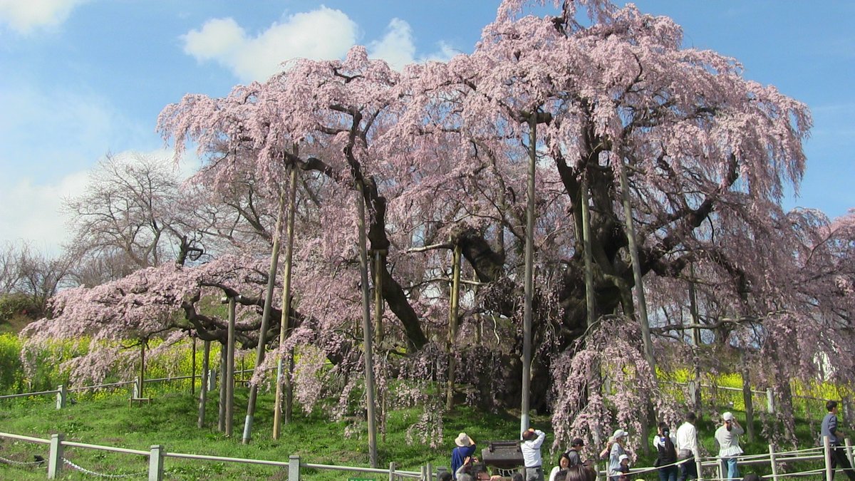 asakano2000's tweet photo. 2026.4.6　福島県内で特に中通り地方に多い一本桜で巨木の桜ですが、桜マニアにとっては、一目瞭然間違いなしでしょうね。さらに桜なる番付表を参考に千年桜筆頭にお楽しみください https://t.co/NPRFYfb6l8