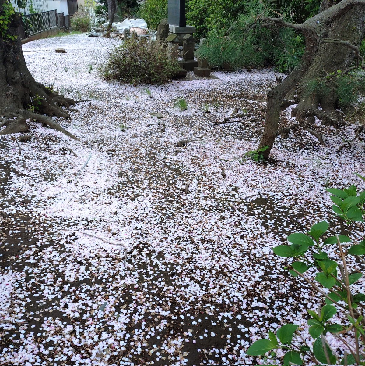 Mako-Metal tweet media