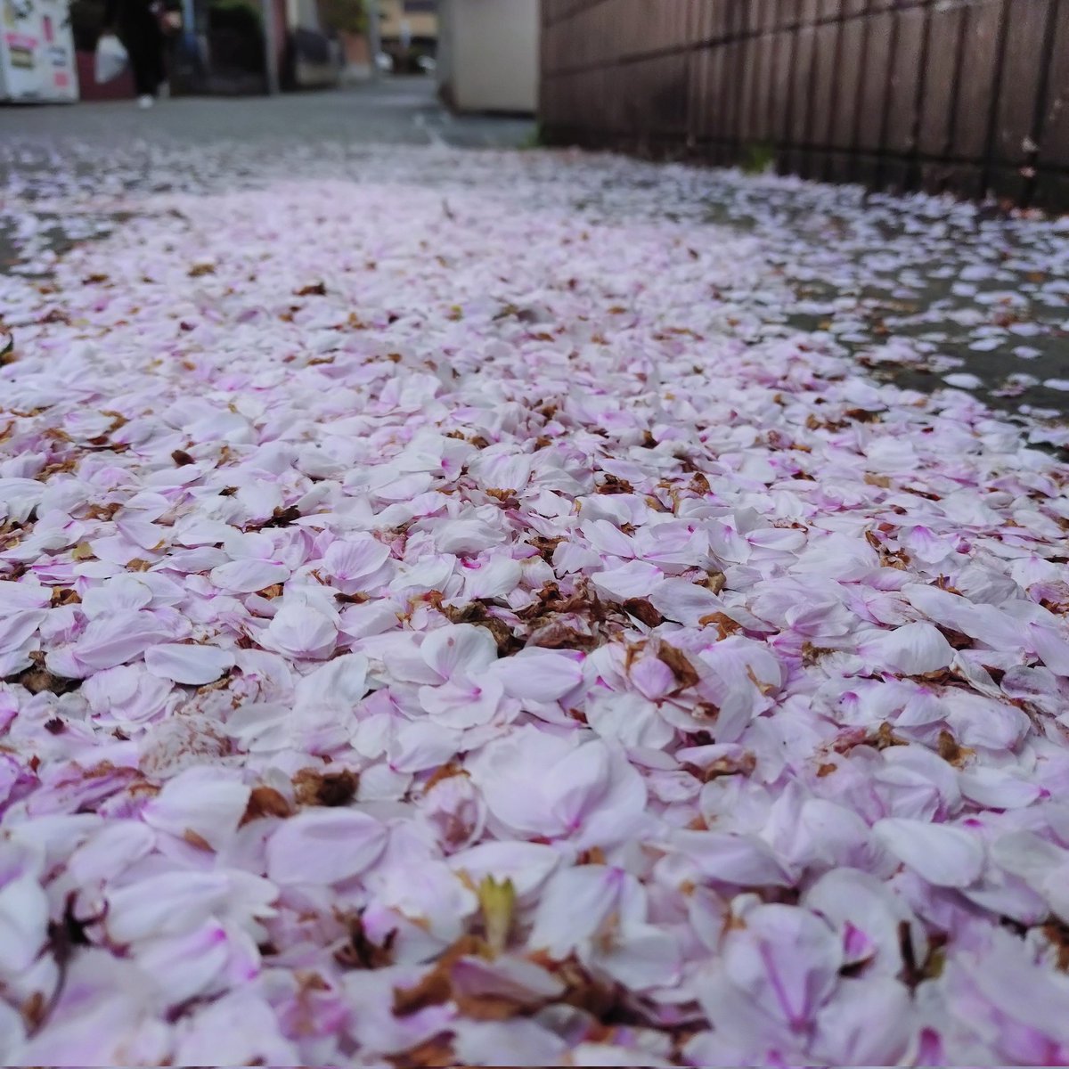 Mako-Metal tweet media