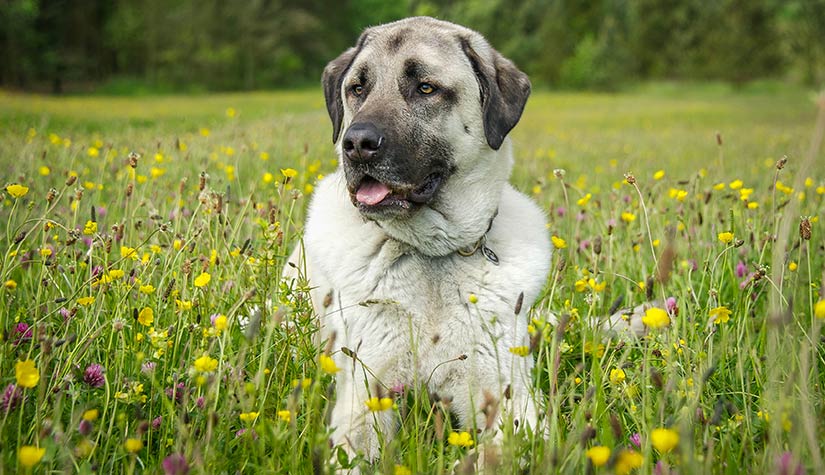 Captivating Canines tweet media