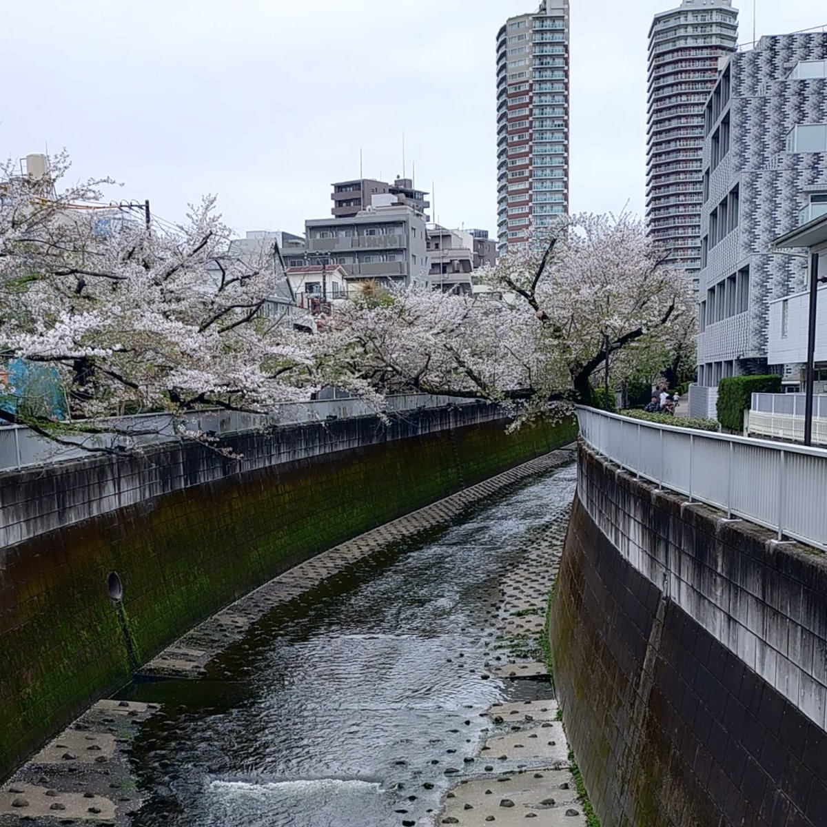 KAZY2010's tweet photo. 週一外出&amp;外食の日曜日。神田川まで桜を見に行き、ぶらり旅。今年も神田川の桜が見れてよかったです。 https://t.co/BwqhtrrnBM