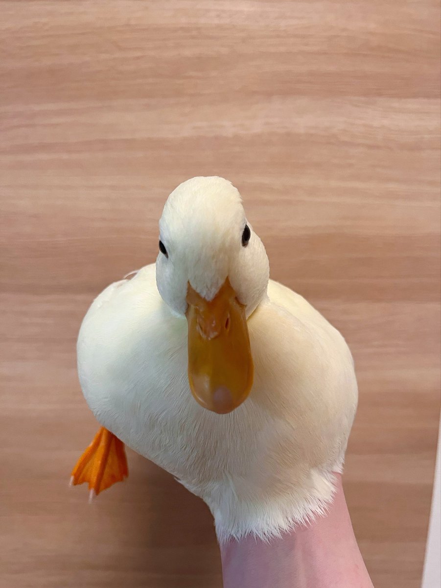 コールダックしろみと従者𓅰 tweet media