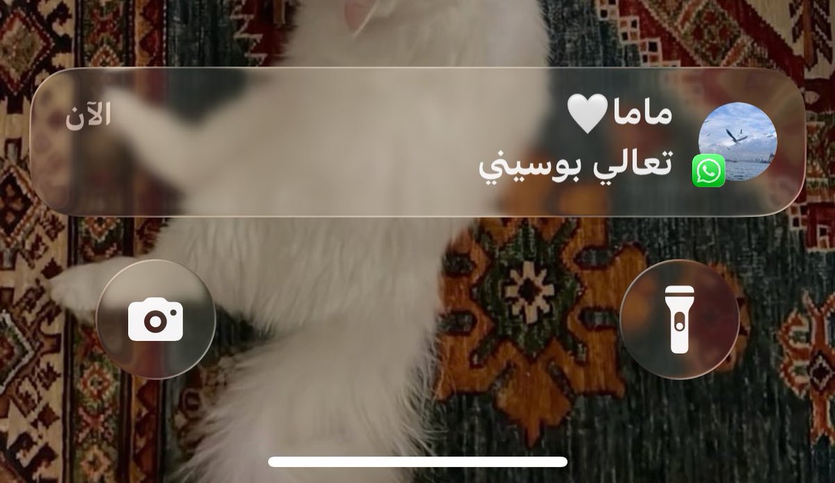 لَيال🐚 tweet media