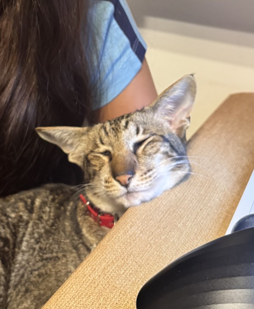 Soy Vete 🐶🐱 tweet media