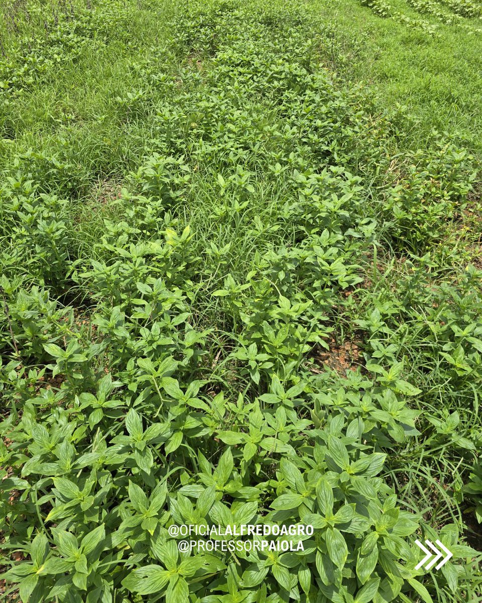 oficalfredoagro's tweet photo. Cenário interessante para pesquisa mas traumático para agricultores! Muita infestação de capim-pé-de-galinha e vassourinha de botão no MT.
.
#PlantasDaninhas #ControleDePlantasDaninhas #Agronomia #ManejoDePlantasDaninhas https://t.co/VFMBaVQf1L