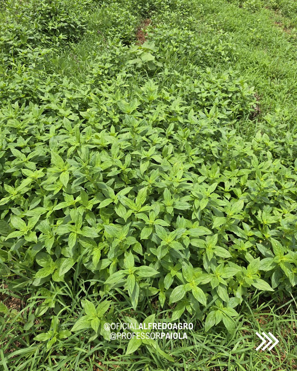 oficalfredoagro's tweet photo. Cenário interessante para pesquisa mas traumático para agricultores! Muita infestação de capim-pé-de-galinha e vassourinha de botão no MT.
.
#PlantasDaninhas #ControleDePlantasDaninhas #Agronomia #ManejoDePlantasDaninhas https://t.co/VFMBaVQf1L