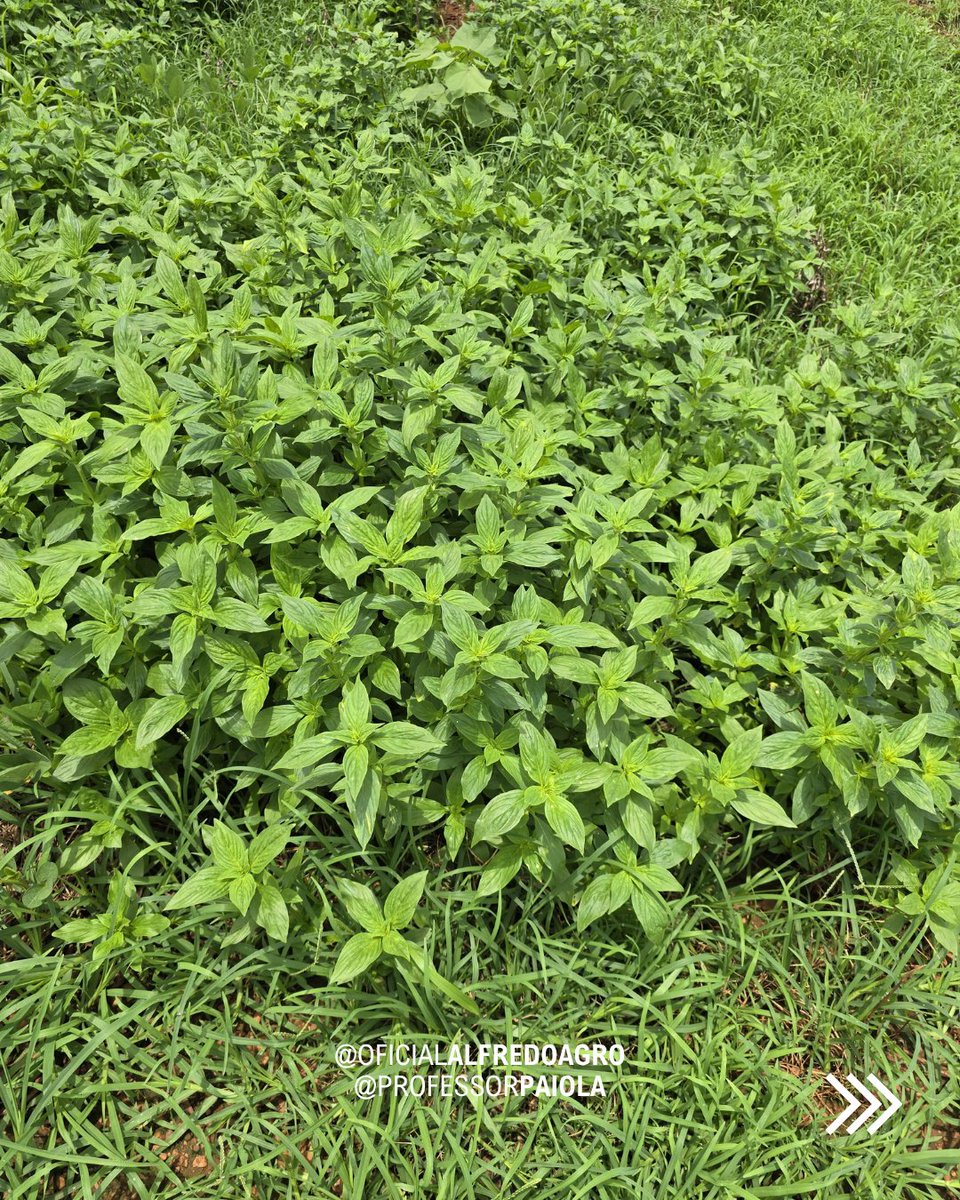 oficalfredoagro's tweet photo. Cenário interessante para pesquisa mas traumático para agricultores! Muita infestação de capim-pé-de-galinha e vassourinha de botão no MT.
.
#PlantasDaninhas #ControleDePlantasDaninhas #Agronomia #ManejoDePlantasDaninhas https://t.co/VFMBaVQf1L
